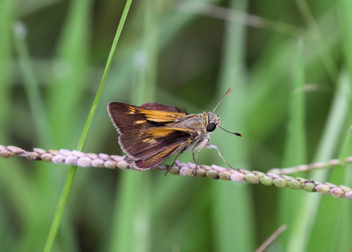 Southern Broken-Dash - male